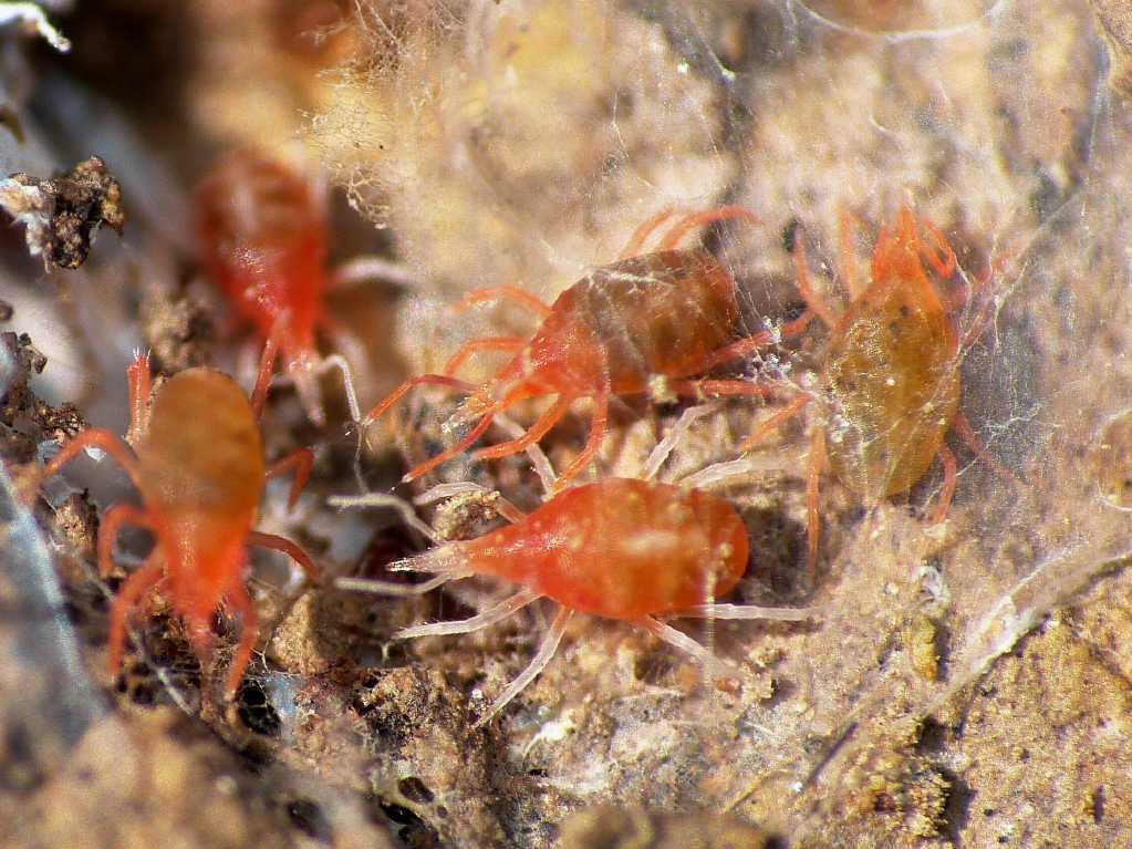Colonia di acari Bdellidae - Tolfa (RM)
